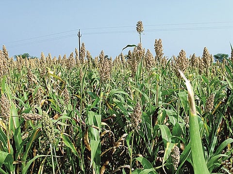 Crop
