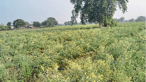 Tur Crop Damage