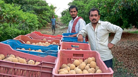 Chiku Cultivation