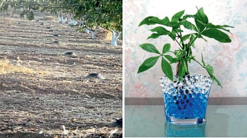 Orchard Management