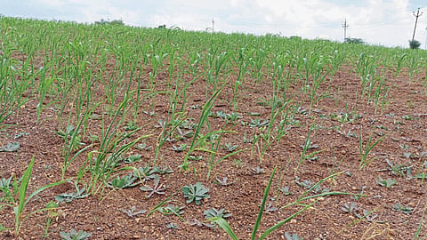 Drought Crisis
