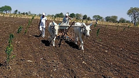 Maize Sowing 