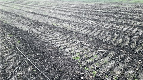Farm Condition
