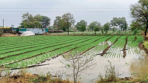 Crop Damage 