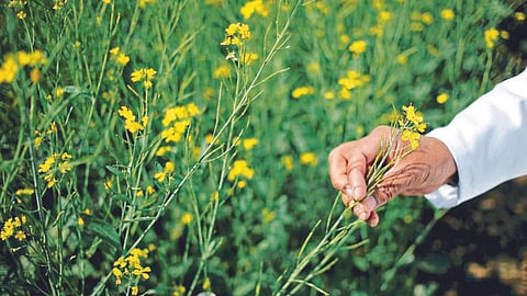 Rabi Sowing 