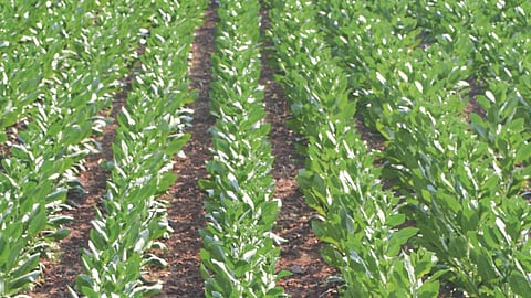 Crop Management 