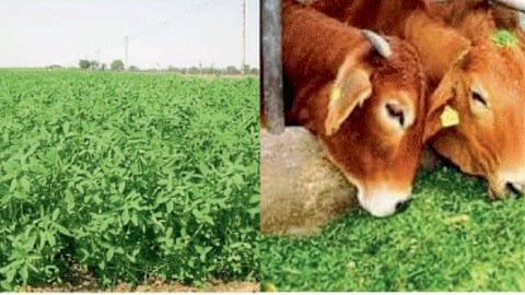 Barseem Fodder