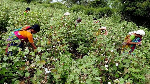 Cotton Picking