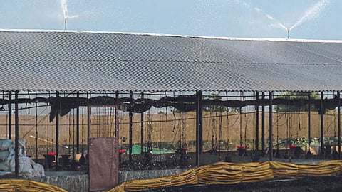 Poultry Shed
