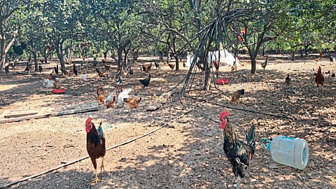 Poultry Farming