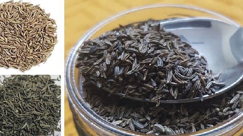 Agriculture Seed