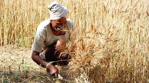 Rabi Season Crop Insurance