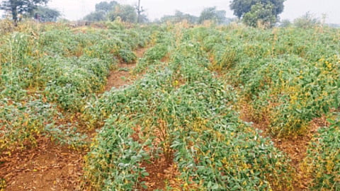 Crop Damage