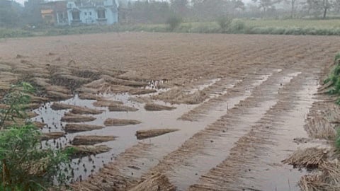 Unseasonal Rain : मोखाड्यातील शेतकरी पावसामुळे हवालदिल