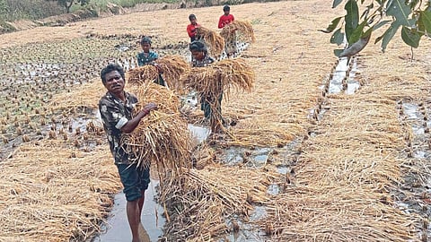 Paddy Crop Damage 