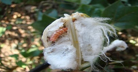 Pink Bollworm  