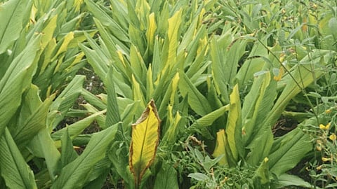 Turmeric 