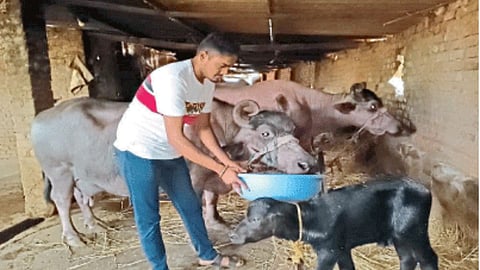 Animal Feed  