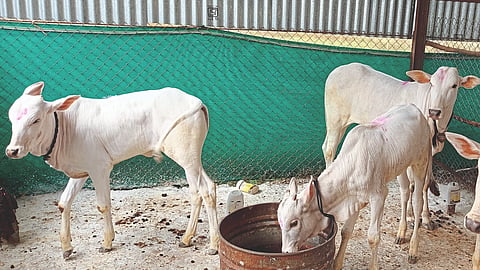 Cow Rearing