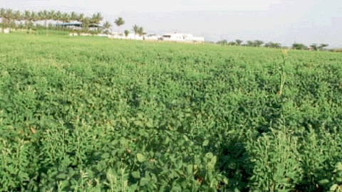 Tur Crop