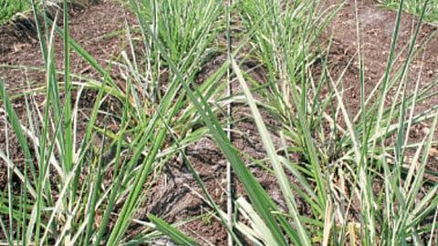 Water Management