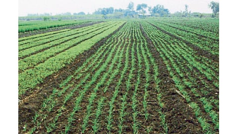 Wheat Farming