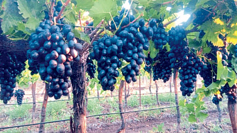 Grape Farming