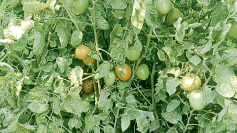 Tomato farming