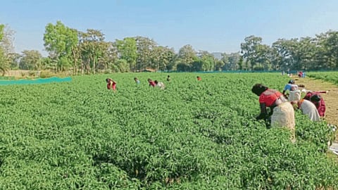 Cultivation of flowers
