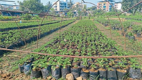 Basil Production