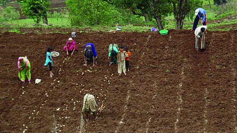 Potato Cultivation