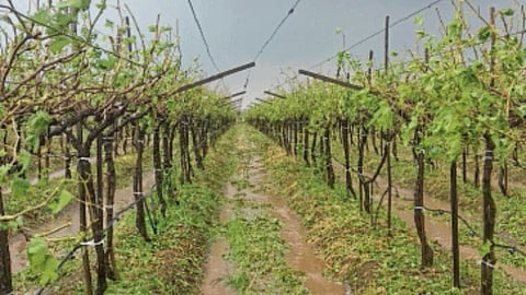Grape Hailstrom