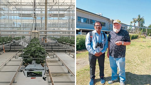 Greenhouse crops with Dr. Vinayak Patil 