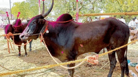 Animal Market