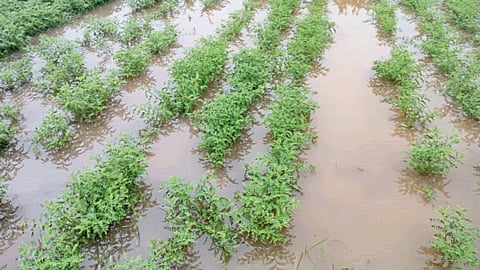 Crop Damage 