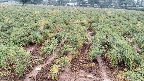 Tur Crop