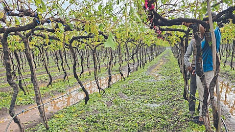 Vineyard Damage 