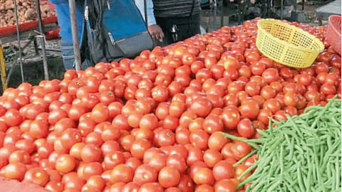 Tomato 