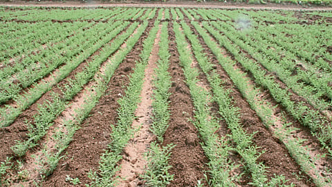 Chana Sowing 