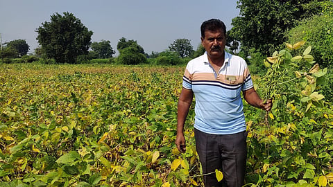 Soybean Production 