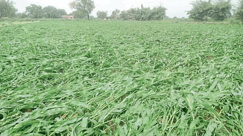 Crop Damage 