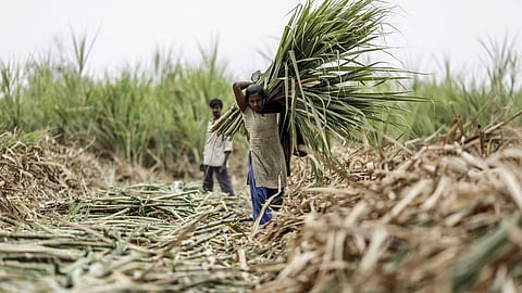 Sugarcane Harvesting 