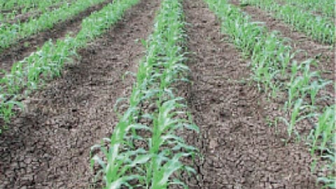 Rabi Crop