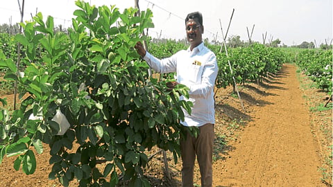 Agriculture