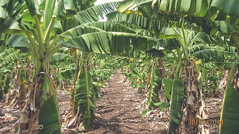 Banana 