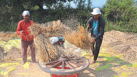 Paddy Harvesting 