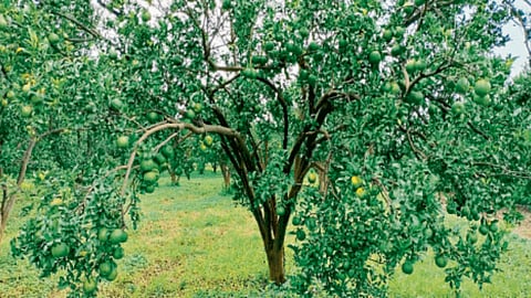 Orange Plantation