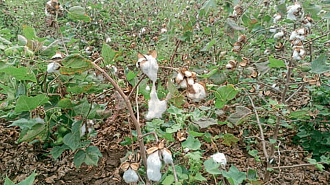 Crop Damage 