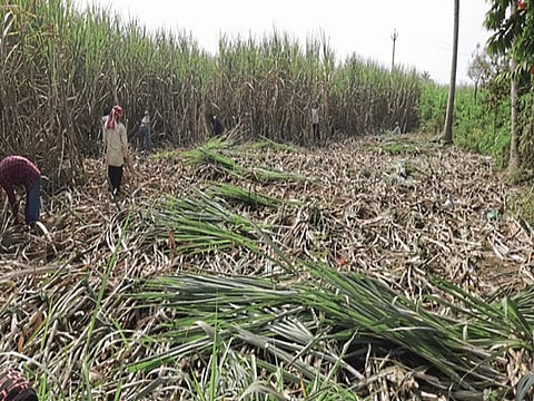 Sugarcane Harvesting