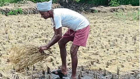 Paddy Crop Damage